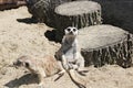 ItÃ¢â¬â¢s a  meerkat at home. Royalty Free Stock Photo